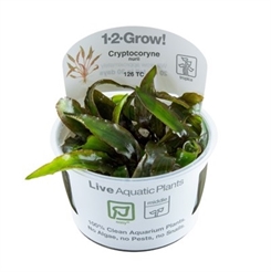 Cryptocoryne nurli 1-2-grow